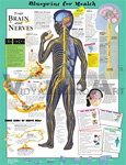 Blueprint for Health - Your Brain & Nerves - Anatomical Chart